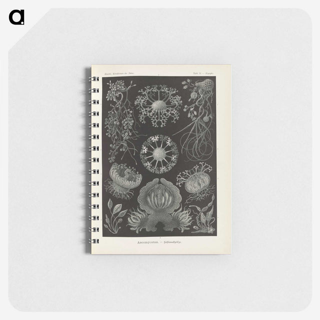 2-91_Ernst-Haeckel_memo