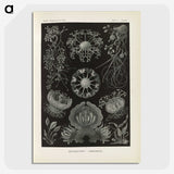 2-91_Ernst-Haeckel_picture-crop