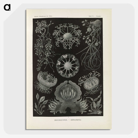 2-91_Ernst-Haeckel_picture-crop