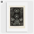 2-91_Ernst-Haeckel_picture