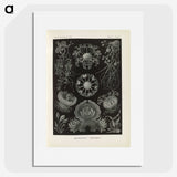 2-91_Ernst-Haeckel_picture