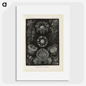 2-91_Ernst-Haeckel_picture