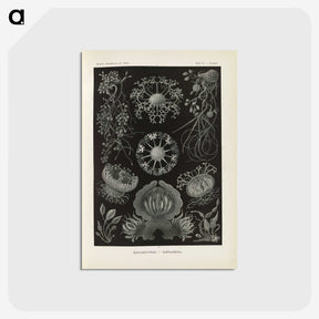 2-91_Ernst-Haeckel_postcard