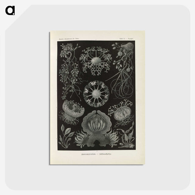 2-91_Ernst-Haeckel_postcard