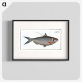 2-91_Ichtyologie-ou-Histoire-naturelle_blk