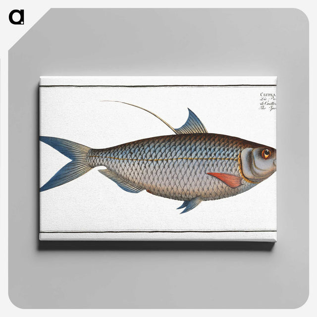 2-91_Ichtyologie-ou-Histoire-naturelle_canvas
