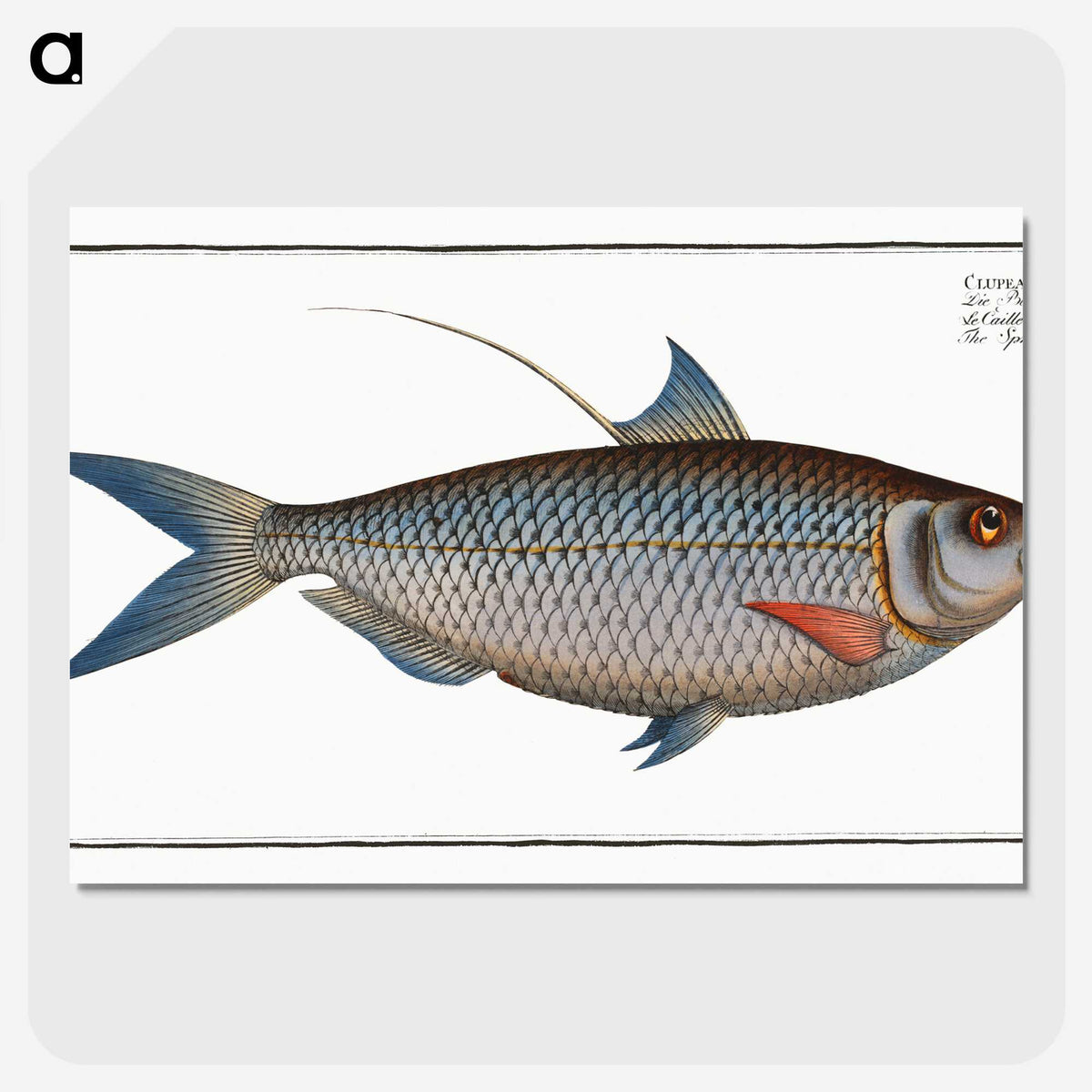 2-91_Ichtyologie-ou-Histoire-naturelle_picture-crop