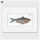 2-91_Ichtyologie-ou-Histoire-naturelle_picture
