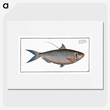 2-91_Ichtyologie-ou-Histoire-naturelle_picture