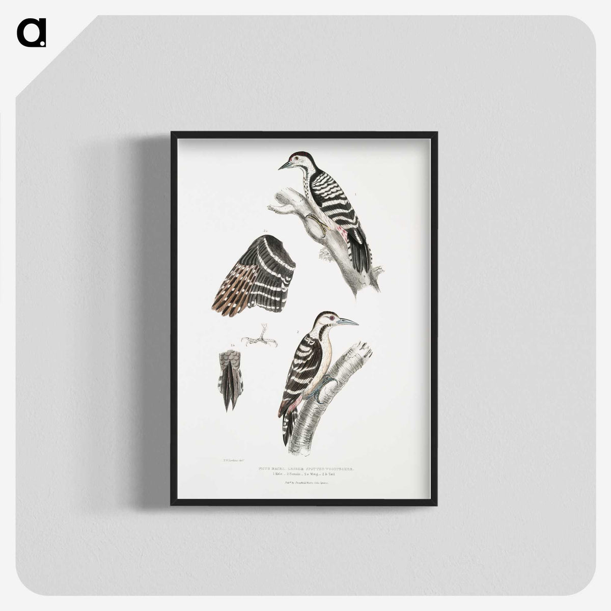 2-91_Indian-Zoology_blk-crop