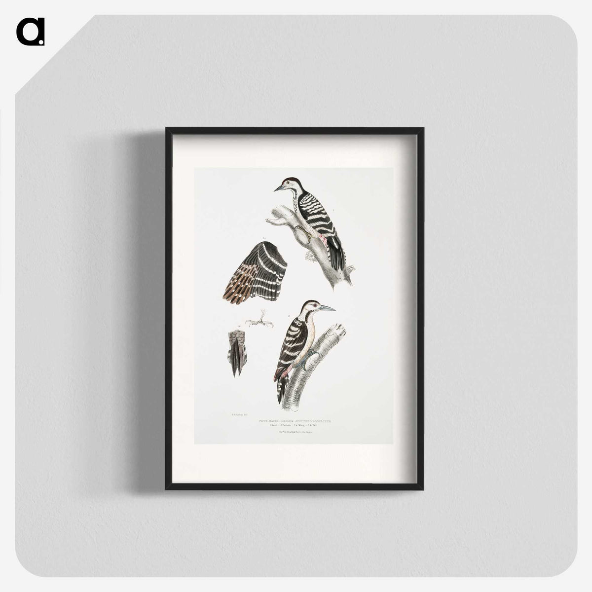 2-91_Indian-Zoology_blk