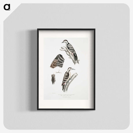 2-91_Indian-Zoology_blk
