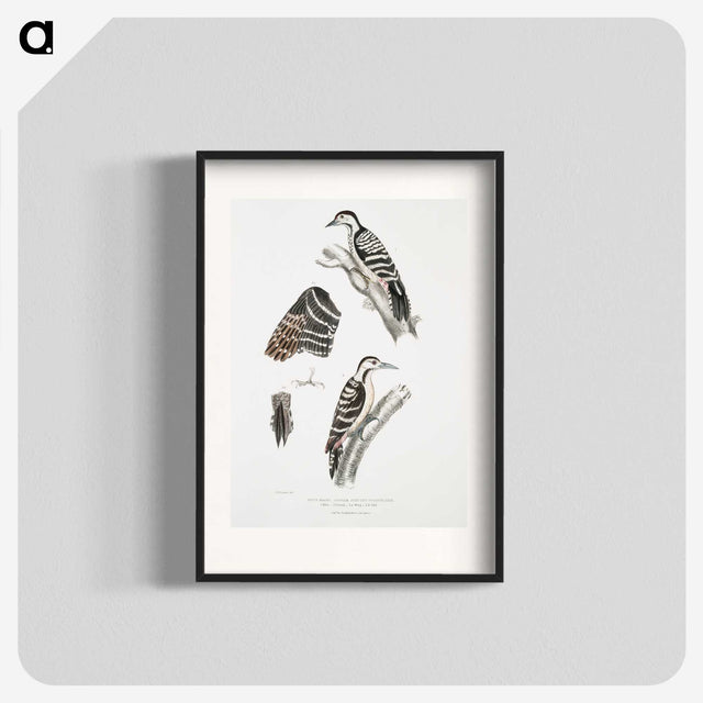 2-91_Indian-Zoology_blk