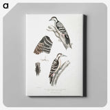 2-91_Indian-Zoology_canvas