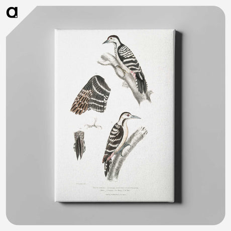 2-91_Indian-Zoology_canvas
