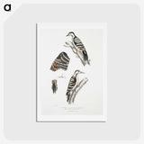 2-91_Indian-Zoology_hagaki