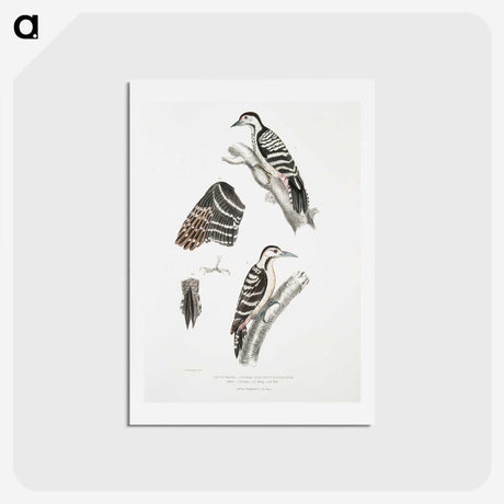 2-91_Indian-Zoology_hagaki