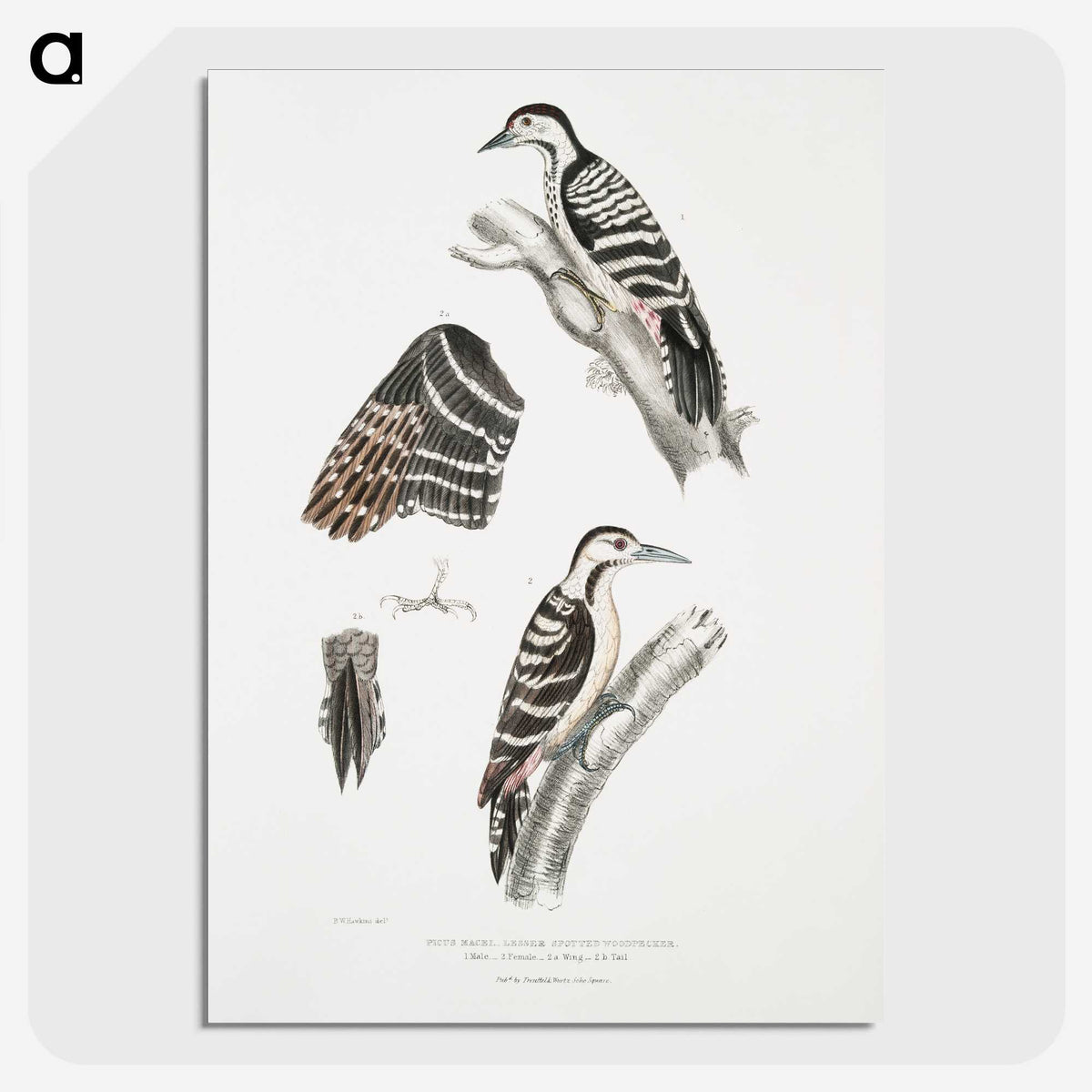2-91_Indian-Zoology_picture-crop