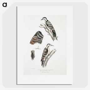 2-91_Indian-Zoology_picture
