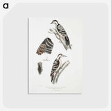 2-91_Indian-Zoology_postcard