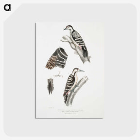 2-91_Indian-Zoology_postcard