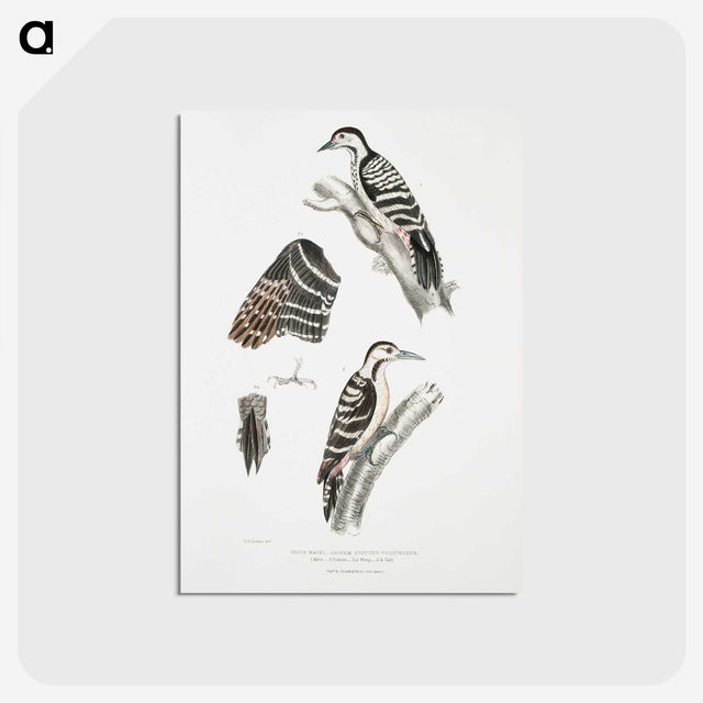 2-91_Indian-Zoology_postcard