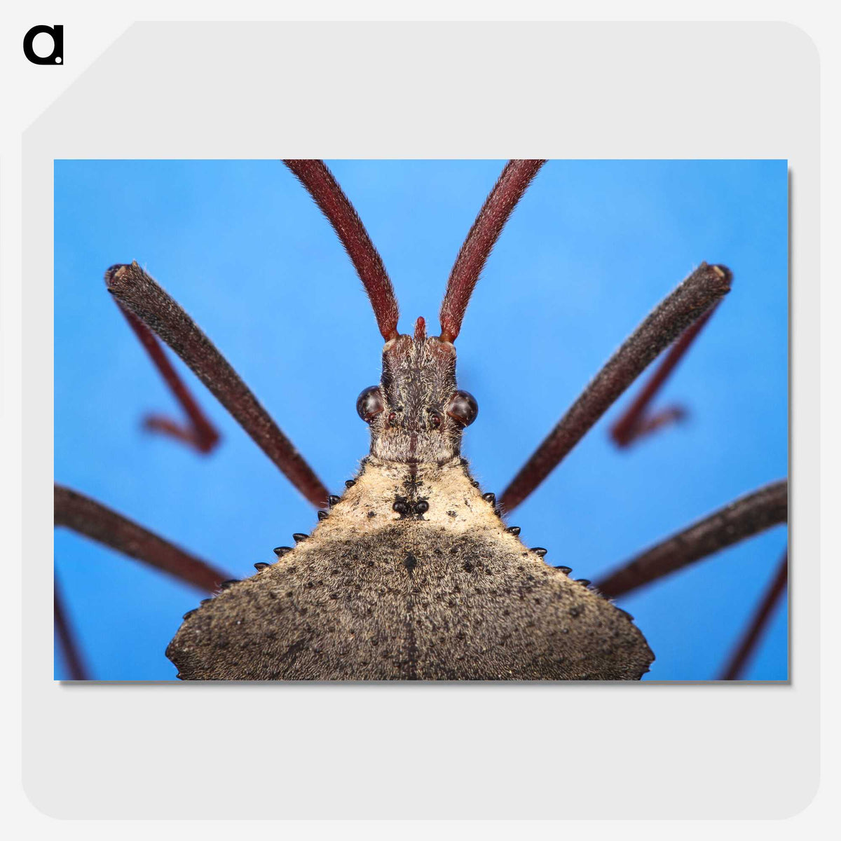 2-91_Insects-Unlocked-Project_picture-crop