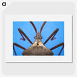 2-91_Insects-Unlocked-Project_picture