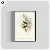 2-91_John-Gould_blk-crop