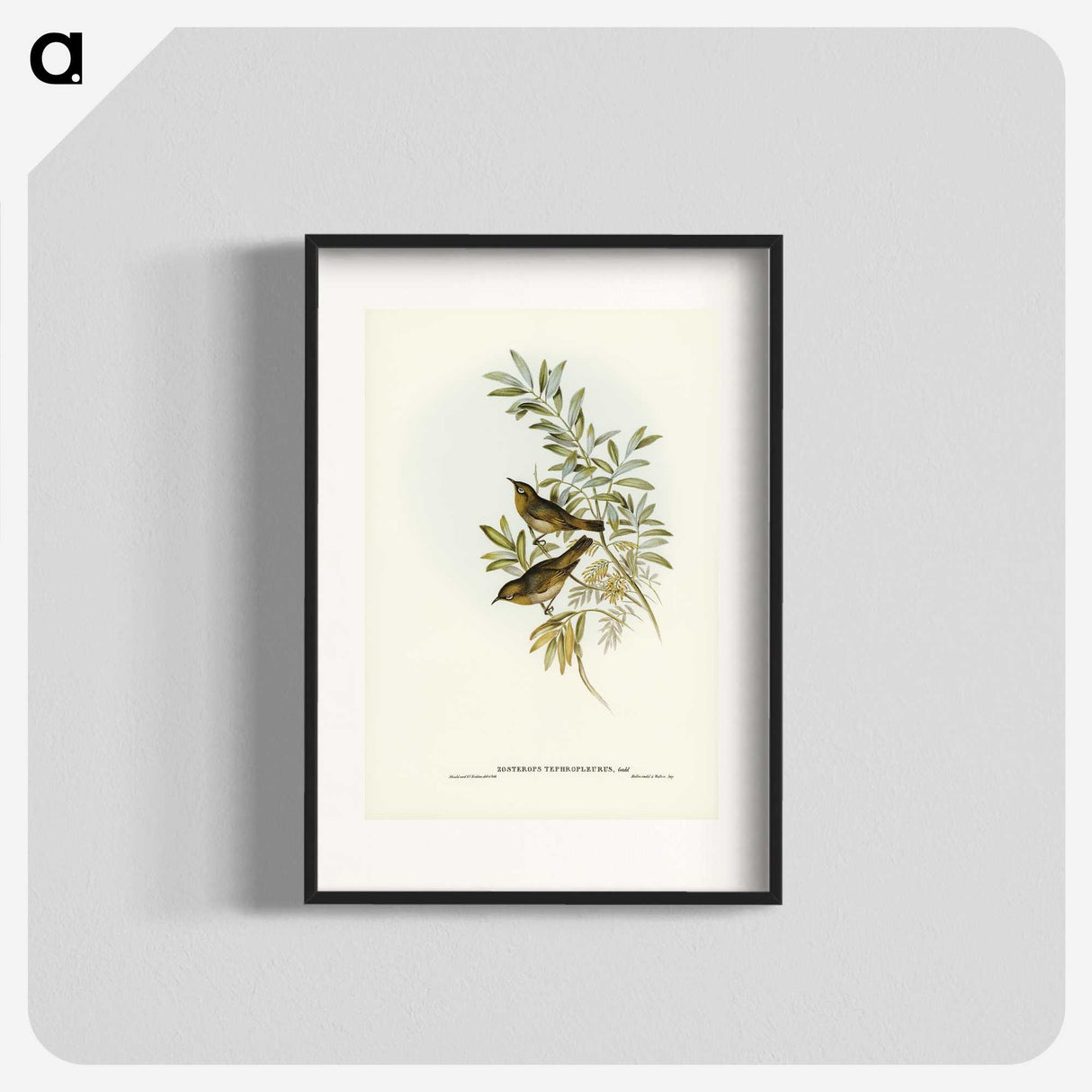 2-91_John-Gould_blk