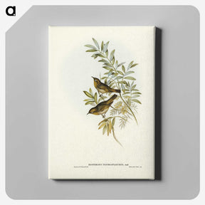 2-91_John-Gould_canvas