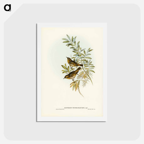 アートポストカード-Grey-breasted Zosterops
 - ジョン グールド Postcard.