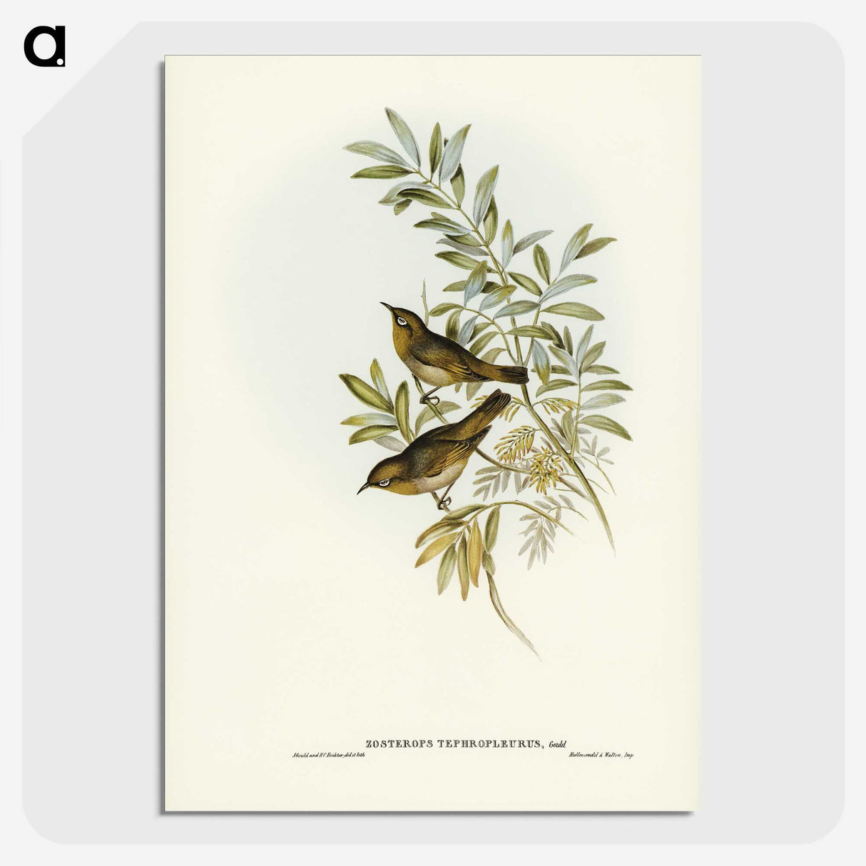 2-91_John-Gould_picture-crop