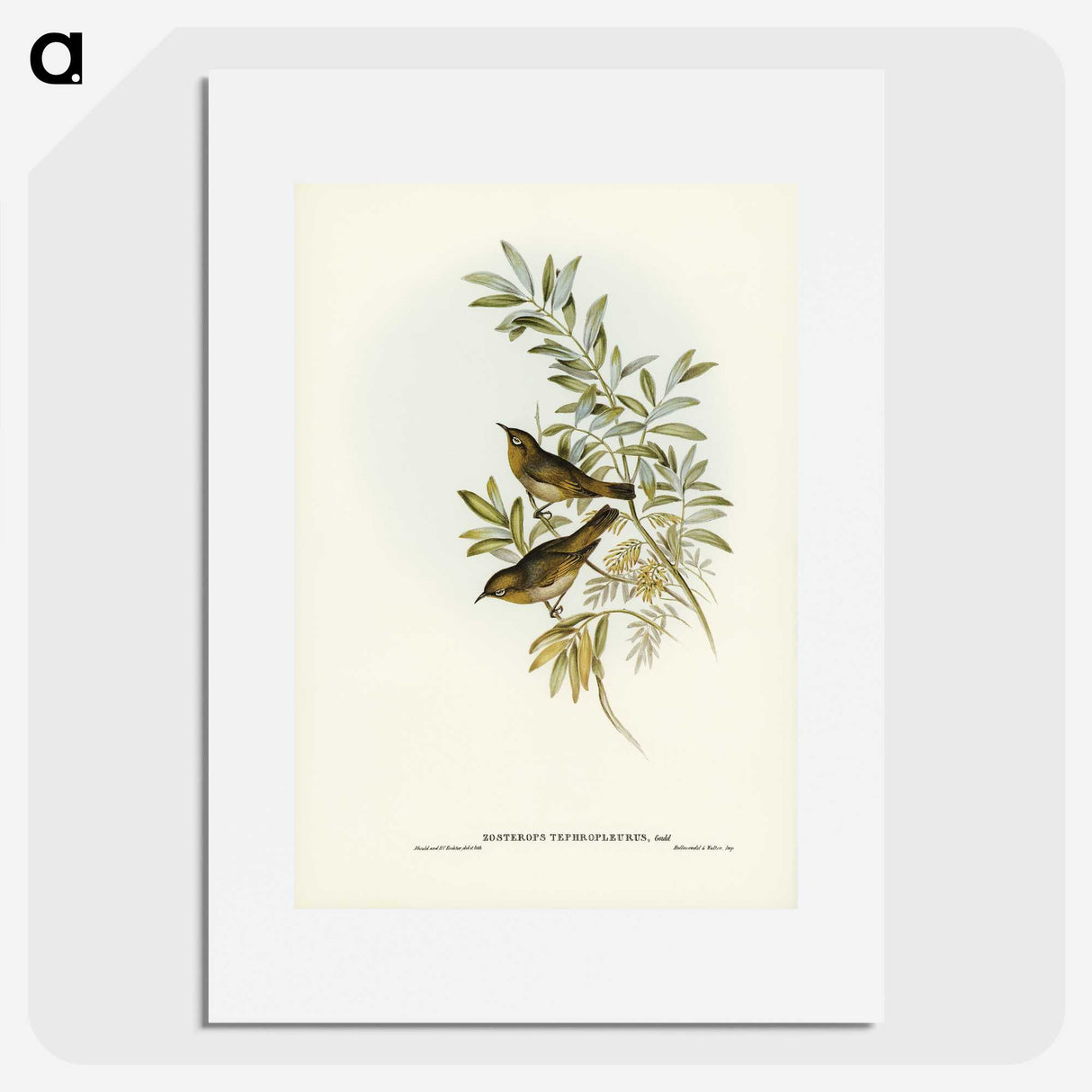 2-91_John-Gould_picture