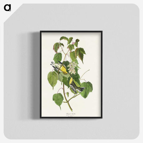 2-91_John-James-Audubon_blk-crop