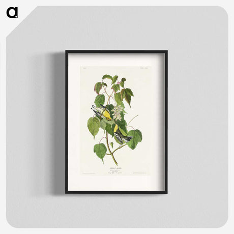 2-91_John-James-Audubon_blk