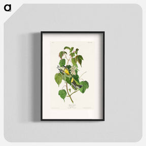 アートポスター-Hemlock Warbler
 - ジョン ジェームス オーデュボン Poster.