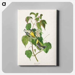 アートパネル-Hemlock Warbler
 - ジョン ジェームス オーデュボン Canvas.