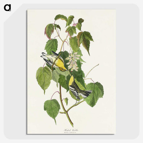 2-91_John-James-Audubon_picture-crop