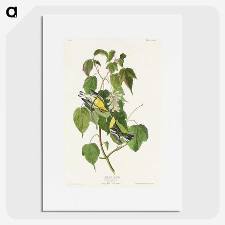 2-91_John-James-Audubon_picture