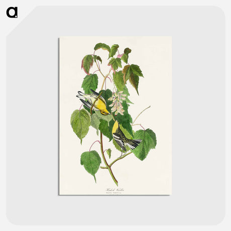 アートポストカード-Hemlock Warbler
 - ジョン ジェームス オーデュボン Postcard.
