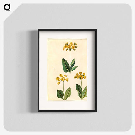 2-91_Maria-Sibylla-Merian_blk