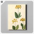 2-91_Maria-Sibylla-Merian_canvas