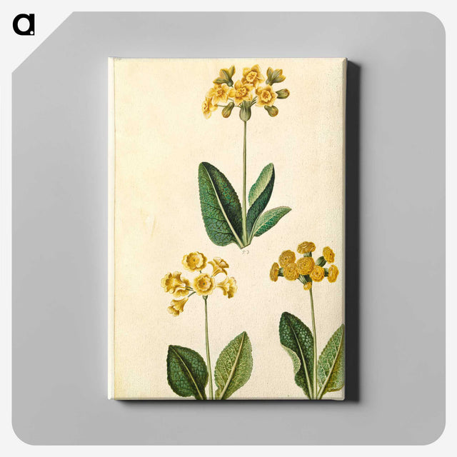 2-91_Maria-Sibylla-Merian_canvas
