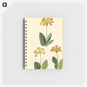 2-91_Maria-Sibylla-Merian_memo