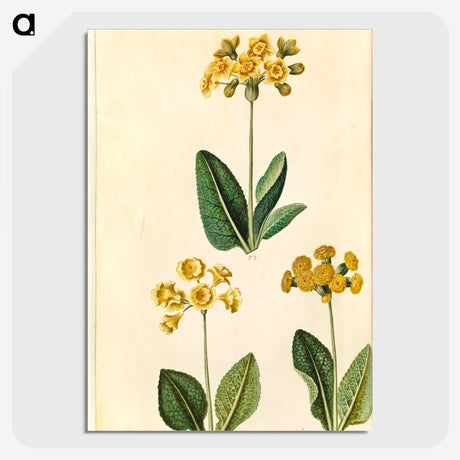 2-91_Maria-Sibylla-Merian_picture-crop