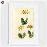2-91_Maria-Sibylla-Merian_picture
