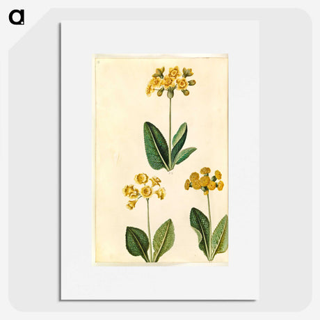 2-91_Maria-Sibylla-Merian_picture