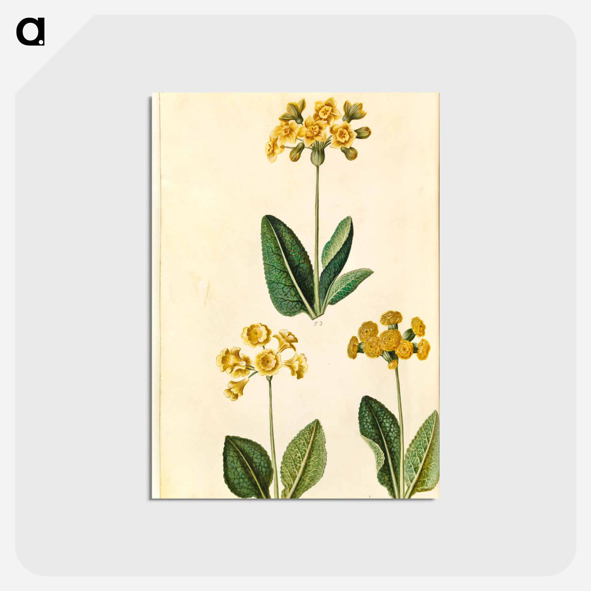 アートポストカード-Primula
 - マリア ジビーラ メーリアン Postcard.