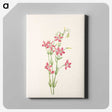 2-91_Mary-Vaux-Walcott_canvas